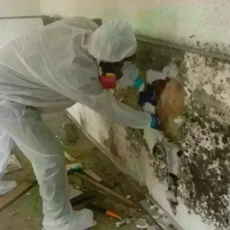 Mold Remediation and Removal in Delavan, WI